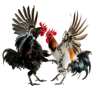 Sabung Ayam